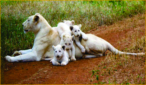 International packages